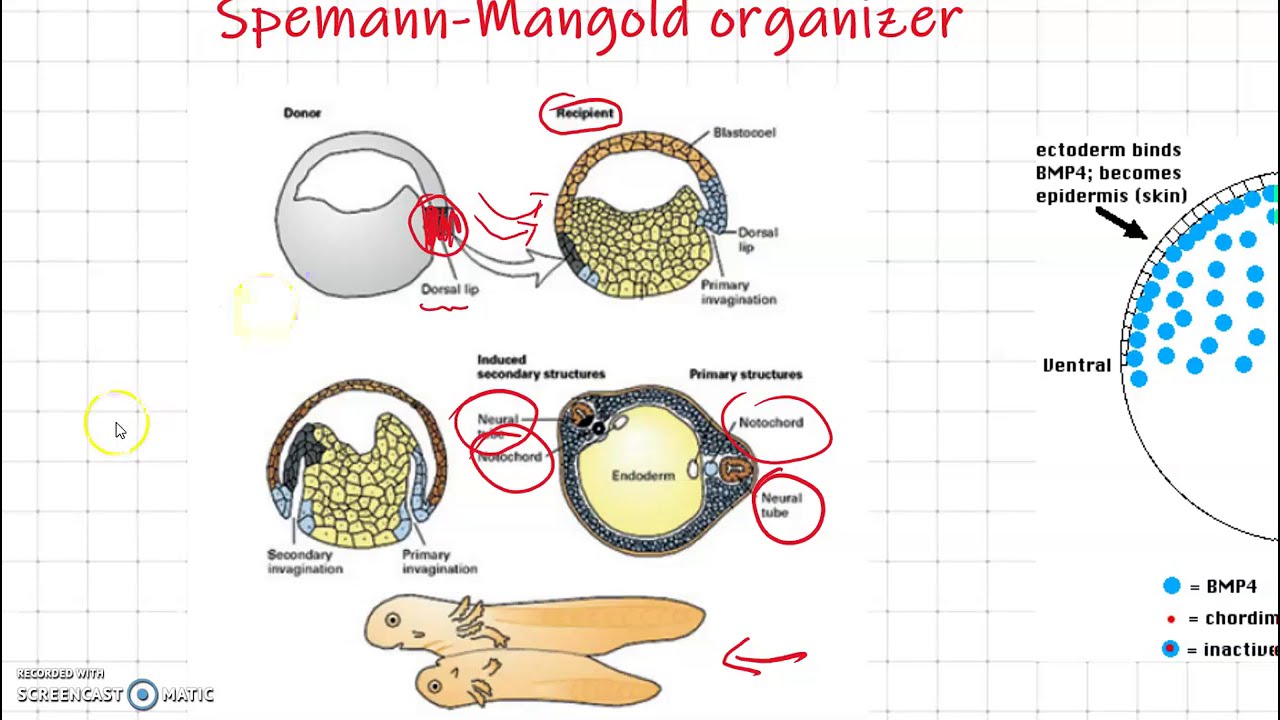 2 - Spemann-Mangold Organizer (Juliana Strother)