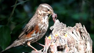 Чем Дрозды кормят Птенцов? Chicks in Nest