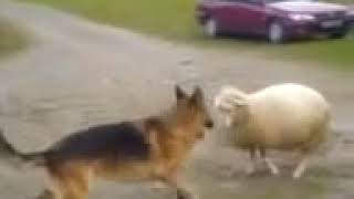 Dog%20Vs%20Sheep