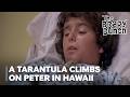 A Tarantula Climbs on Peter in Hawaii