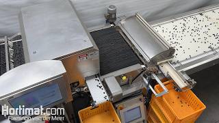 BBC Technologies blueberry grading machine