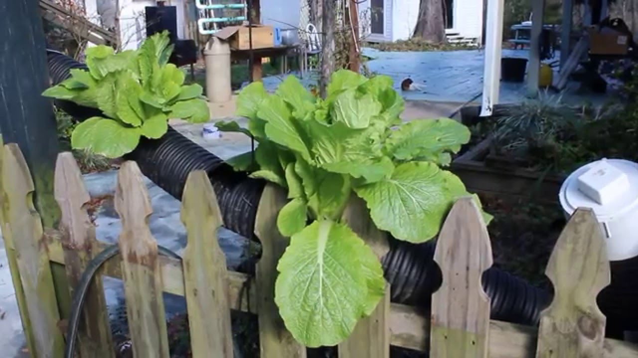Harvesting Bok Choy, Chinese cabbage, from my hydroponic system. YouTube