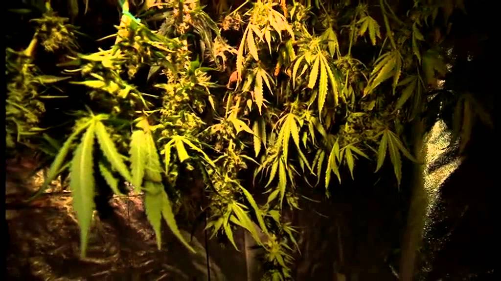 camera iphone 8 plus apk Cannabis (24/6/2014) - BBC East Midlands Today