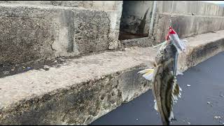 Grunter and Honeycomb grouper | Ormoc Adventure Fishing
