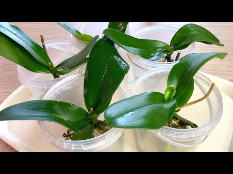 уцененные орхидеи / ОРХИДЕЯ ВЯНЕТ после пересадки корни орхидей не работают / Деготь для орхидей