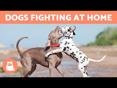 Why Do My DOGS FIGHT Each Other? 🐶⚡🐶 (5 Causes and Solutions)