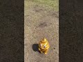 うんちくん