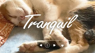 Relax Your Mind! Watch a Cat Sleeping for an Hour and Soothe Your Day  #Cats #Healing #Relaxation