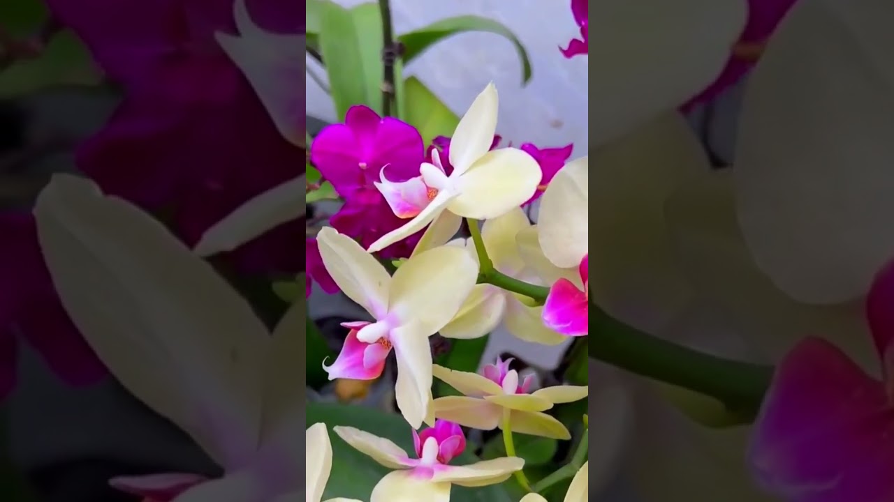 caring orchid stem for growing