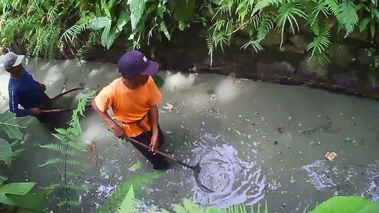 Menangkap ikan rame2 di kalen yang airnya surut.!!ternyata banyak ikan melemnya