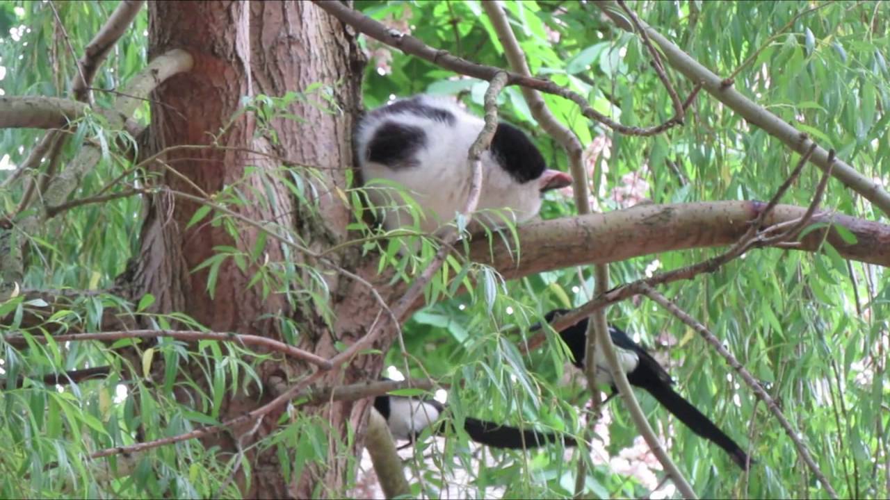 2016-05-19 eksters vs kat (MVI 8774 ea)