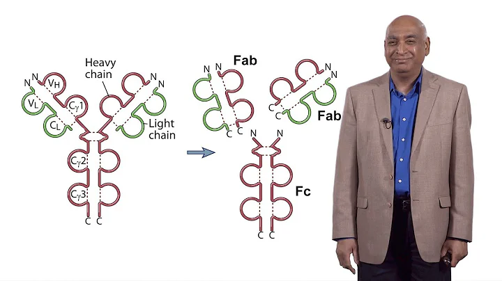 Shiv Pillai (Harvard) 1: Early B Cell Development: A Look at the Defining Questions in Immunology