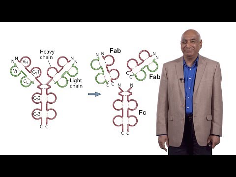 Shiv Pillai (Harvard) 1: Early B Cell Development: A Look at the Defining Questions in Immunology