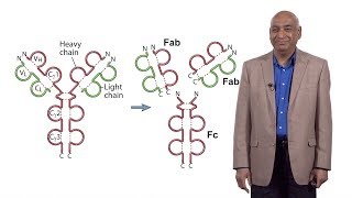 Shiv Pillai (Harvard) 1: Early B Cell Development: A Look at the Defining Questions in Immunology