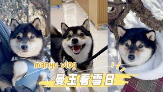 Take Manyu to see the snow! Let's welcome 2024 together! by 是曼玉不是鳗鱼 132,520 views 4 months ago 1 minute, 46 seconds