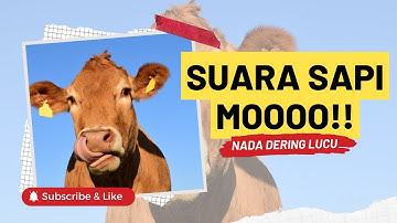 Suara Sapi Mooo | Nada Dering Telepon Lucu