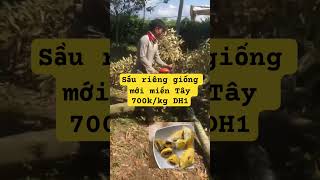 Sầu riêng xuất xứ Miền Tây giá hơn 700k/kg Duy Hiền DH1 lần lượt mất hút