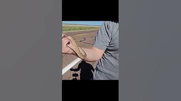 Sonoran Gopher Snake - Will It Bite?