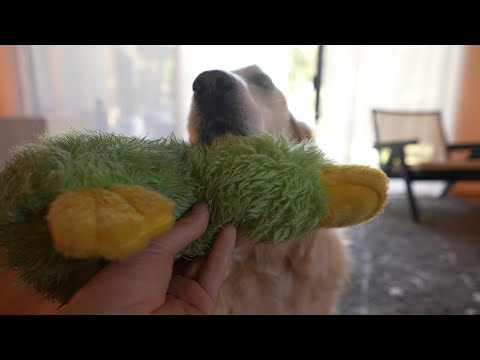 Give Toy - Give Toy