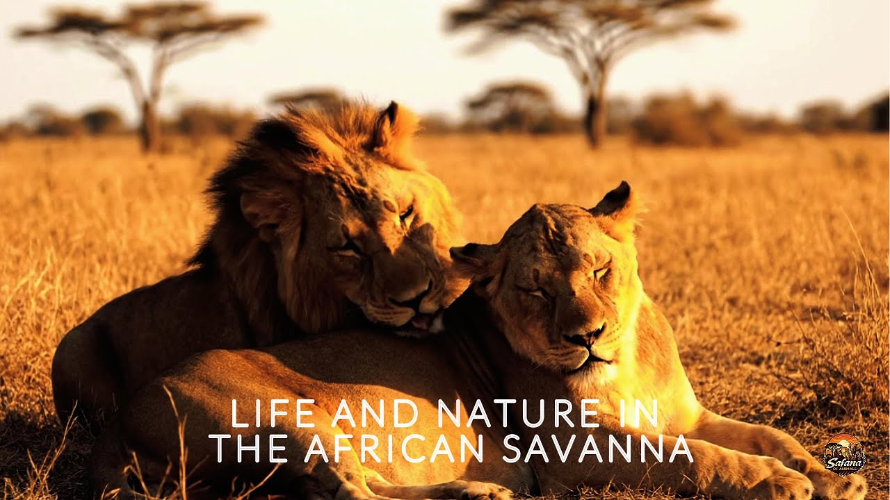 Nature’s Most Dynamic Wildlife Habitat, Understanding the African Savanna Through Animal Behavior