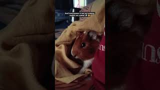 my baby felts shy sometimes 🫠 #guineapig