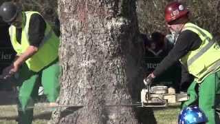Rockefeller Christmas Tree 2015 Comes From Gardiner NY