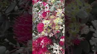 Bees Collecting Pollen on Tree Red Flowers #shorts