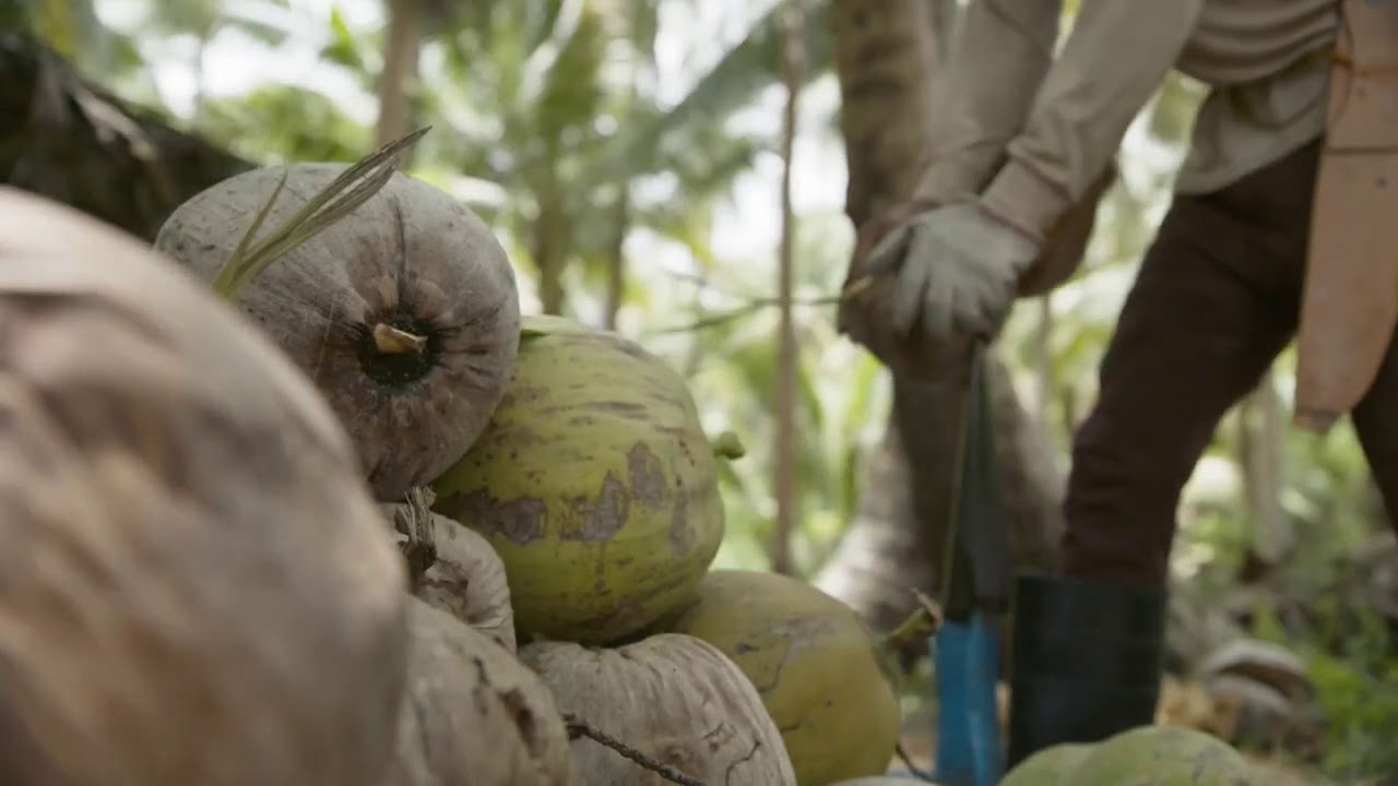 Kalipay Coconut Farm in Polillo Island Philippines | Young Living Essential Oils