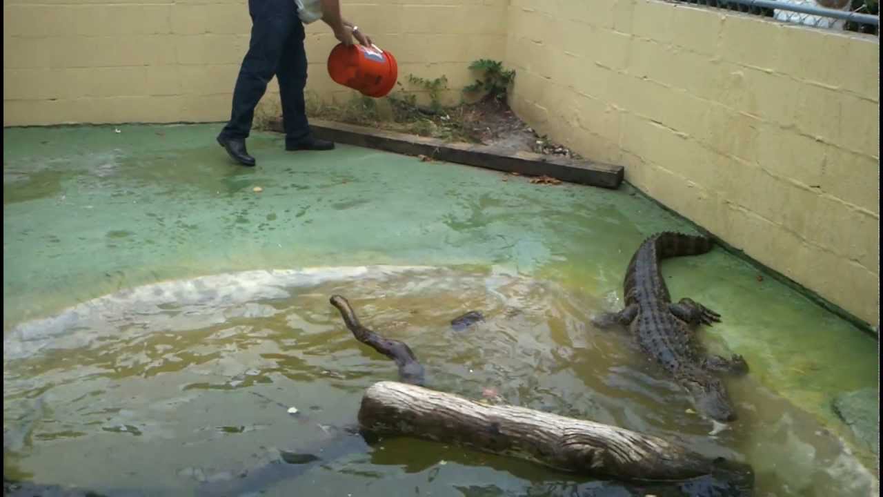 Alligators eating at Award-Winning Central Florida Attraction - YouTube