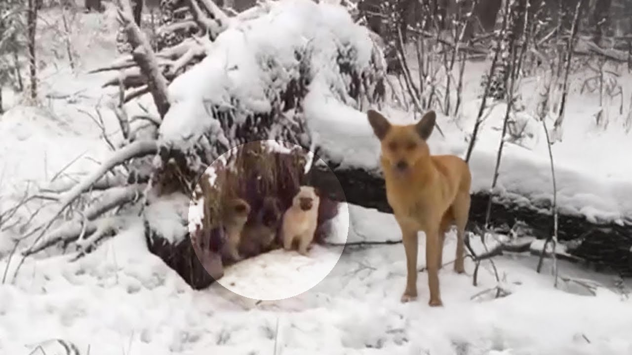 Heartbroken Mama Dog Watches Her Puppies Starving and Freezing ...