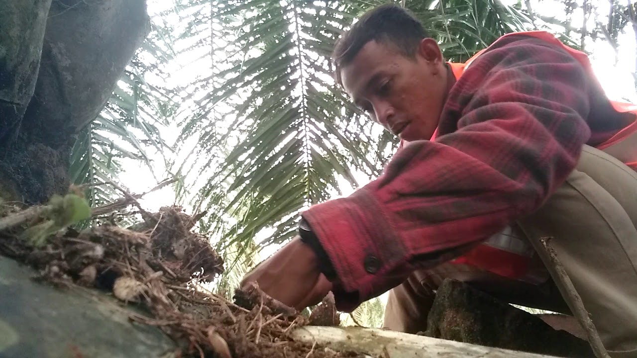 CARA MEMBUAT JEBAKAN AYAM HUTAN. - YouTube