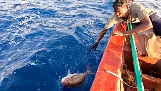 Lot of Rosy Snapper Caught Using Hand Line Fishing