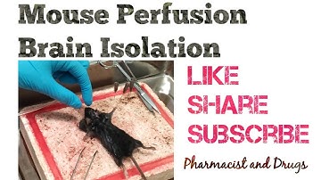 Mouse Perfusion for Brain Isolation, Research Technique, Pharmacist and Drugs, Abi Greek
