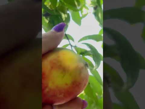 هلو محصولات باغی میوه آرایی ارگانیک    مزرعه    