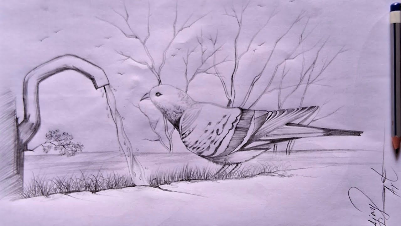 Pigeon drinking water sketch esay ll bird pencil drawing esay step by step