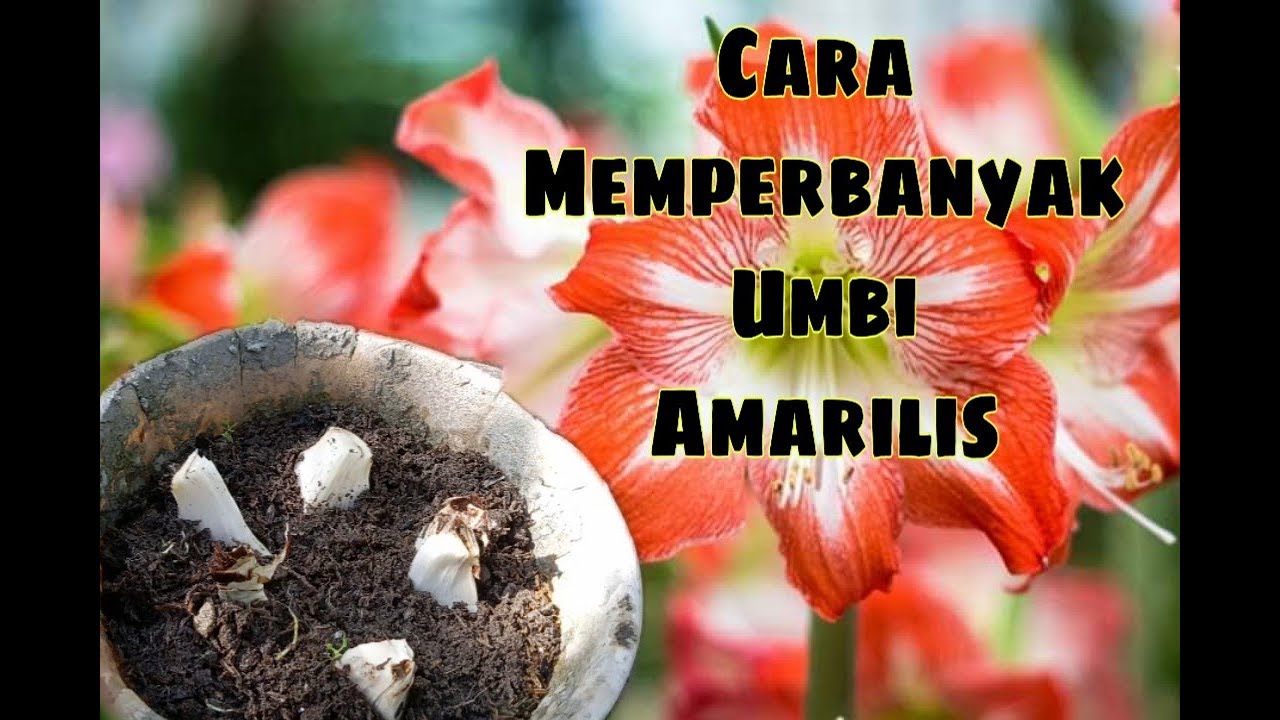 Cara Memperbanyak Umbi Amarilis Youtube