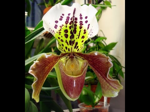 Орхидеи ♥️ уход и содержание орхидей Пафиопедилумов или ( Венерин башмачок) мой опыт