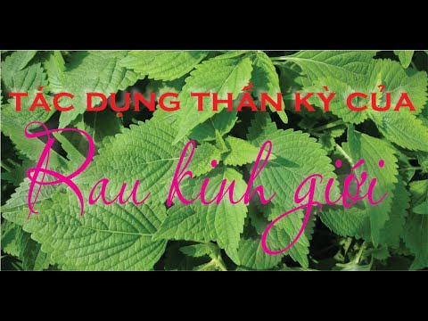 Video Rau kinh giới : Loài rau quen thuộc nhưng có tác dụng... - youtube