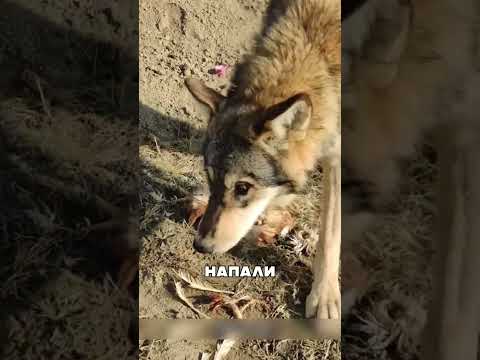 Волки показали наглость - получили ответ 😡🐺💀