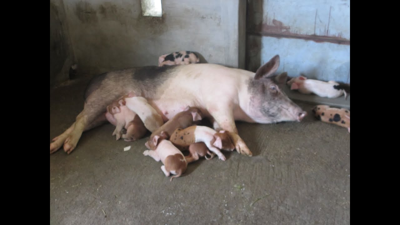 Profitable Piggery Farming Experience Of A Farmer YouTube Profitable Piggery Farming Experience Of A Farmer YouTube