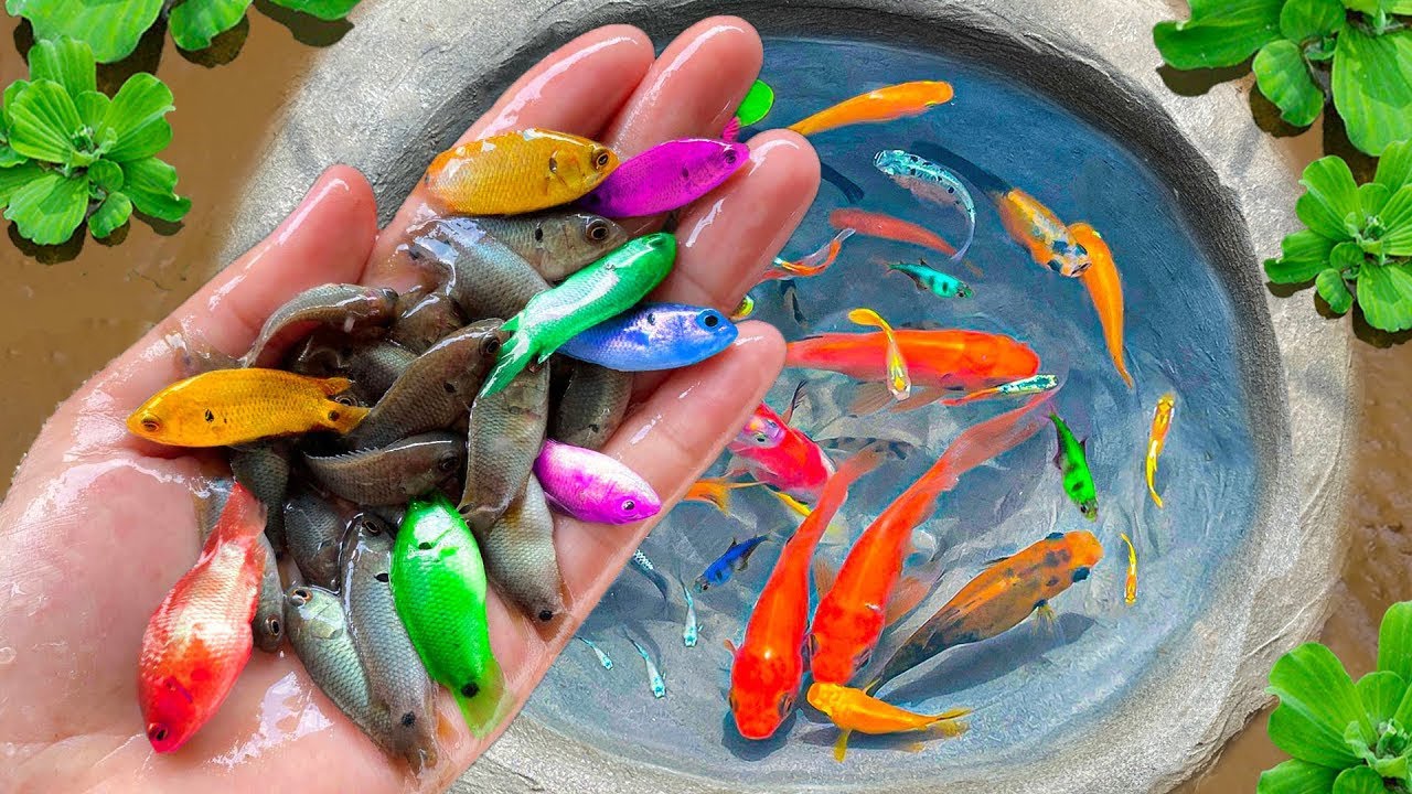 Nesting Fish Catch Beautiful Colorful Fish Nesting In Pond, Koi Fish, Turtle ...