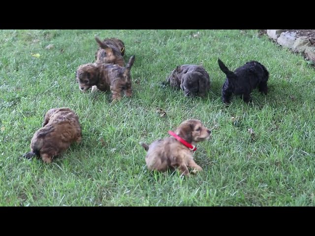 Paws video thumbnail