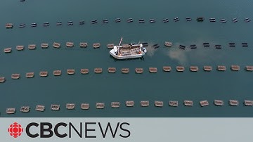 This parasite attacks P.E.I. oysters. What you should know