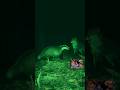 Night Vision Showdown: Fox vs Badger!