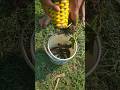 Traditional Bamboo Fish Trap Success So Many Fish Catching #reels #fish #fishing #video #shorts