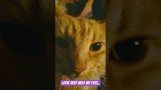 Doodles looking deep into my soul. #cat #catman #ginger #kitten #pussy #catperson #mycat #catlady