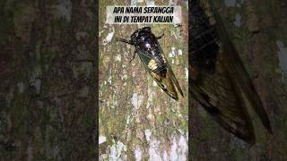 Download Lagu Tonggeret | Garengpung #hewan MP3