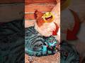 "Hen Adopts Cats & Husky Living Room Chaos! 😂"