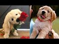 Funny and Cute golden retriever Puppies Compilation #1- Cutest Golden Puppy