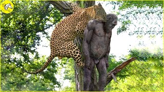 Leopard Attack and Eat Alive Animals Moments | Hungry Leopards Hunting Mercilessly Caught On Camera